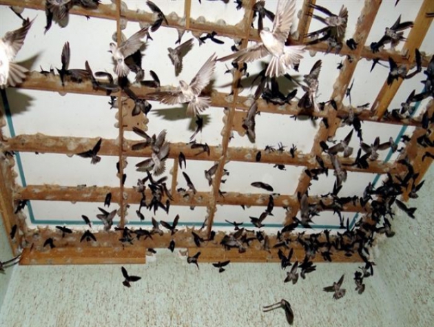 Bật mí chi tiết kỹ thuật nuôi chim yến lấy tổ